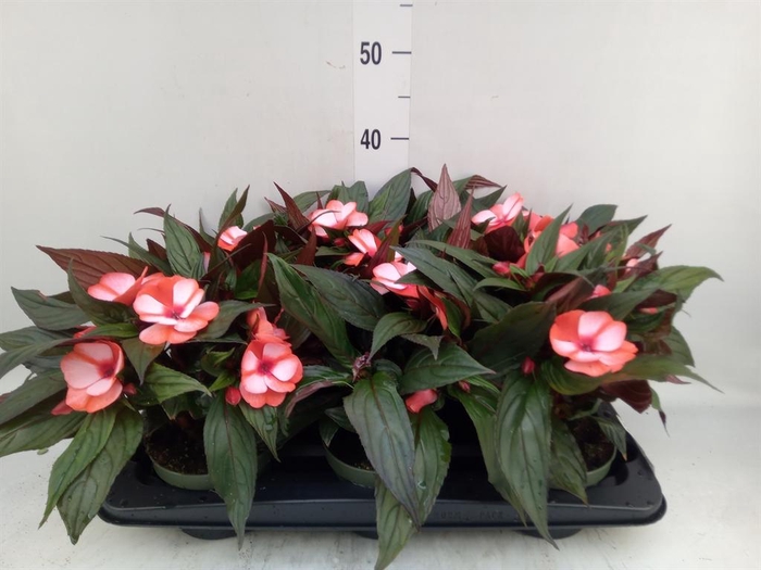 <h4>Impatiens NG 'Tamarinda Red Bicol'</h4>