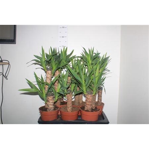 ** Yucca 45-20 Cm ** Ongelijk **