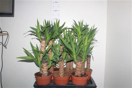 ** Yucca 45-20 Cm ** Ongelijk **