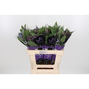 Clem Di Bl Pirouette