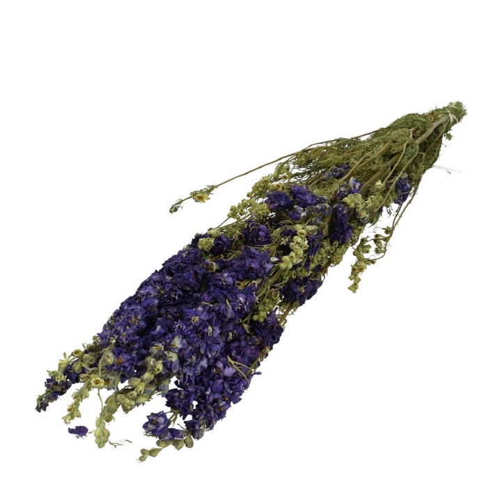<h4>Droogbloem Delphinium 65-70cm x10</h4>