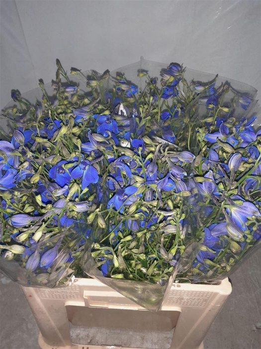 <h4>Delph En Volkerfried</h4>