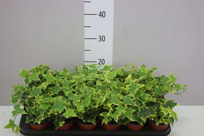 <h4>Hedera He Goldchild</h4>