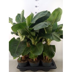 Musa  'Dwarf Cavendish'