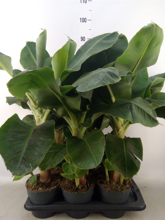 <h4>Musa  'Dwarf Cavendish'</h4>