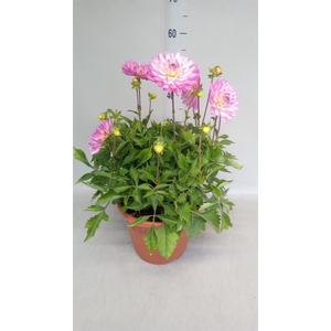 Dahlia   ...