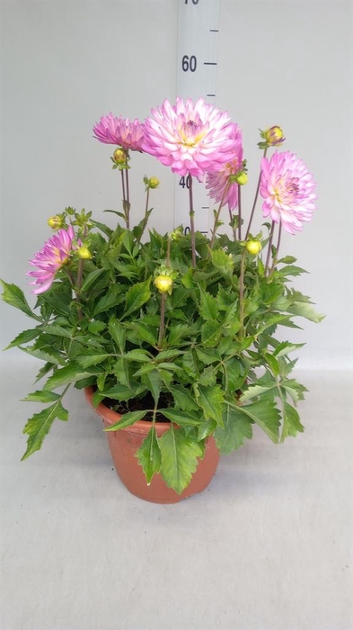 <h4>Dahlia   ...</h4>