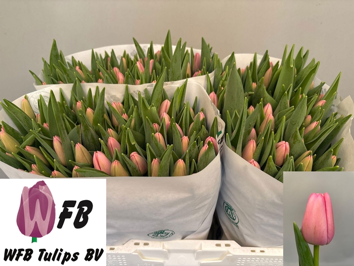 <h4>TU EN TRESOR</h4>