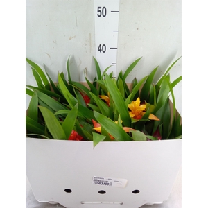Guzmania   ...mix