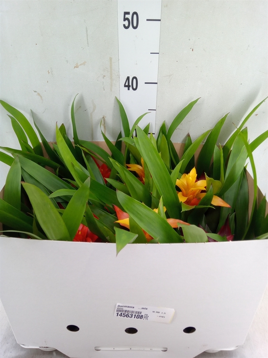 <h4>Guzmania   ...mix</h4>