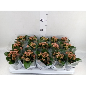 Kalanchoe  'RoseFlow Audrey'