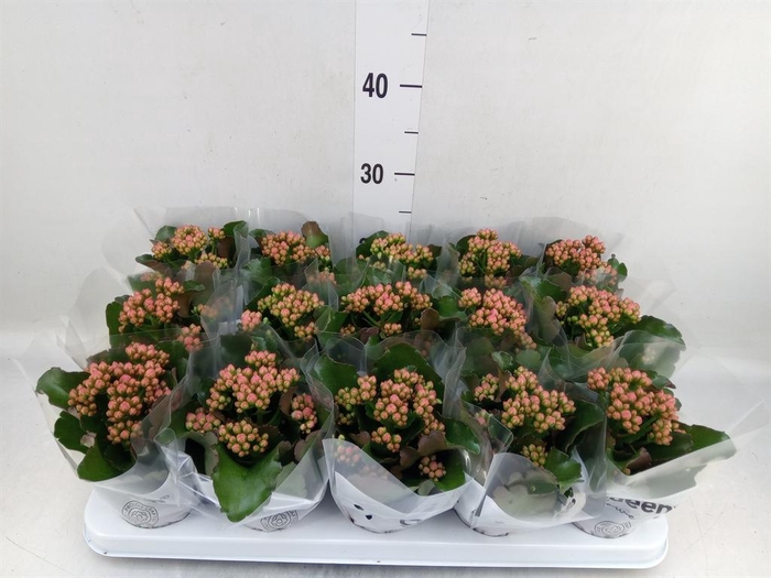 <h4>Kalanchoe  'RoseFlow Audrey'</h4>