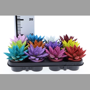 Echeveria  'Miranda'
