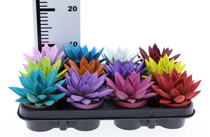 <h4>Echeveria  'Miranda'</h4>
