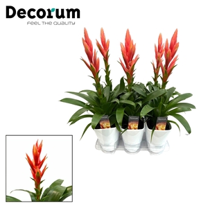 Tillandsia Ziva Luxe Keramiek (Decorum)