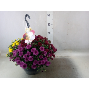 Chrysanthemum  'Skyfall'  ..mix