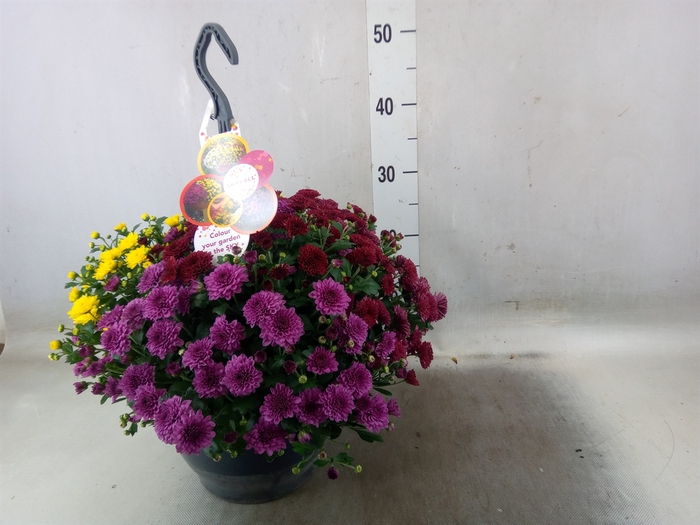 <h4>Chrysanthemum  'Skyfall'  ..mix</h4>
