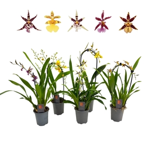 Oncidium