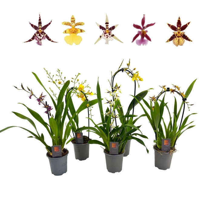 <h4>Oncidium</h4>