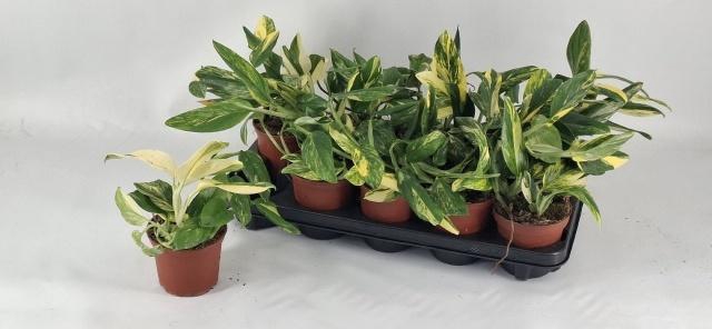 <h4>MONSTERA OV</h4>
