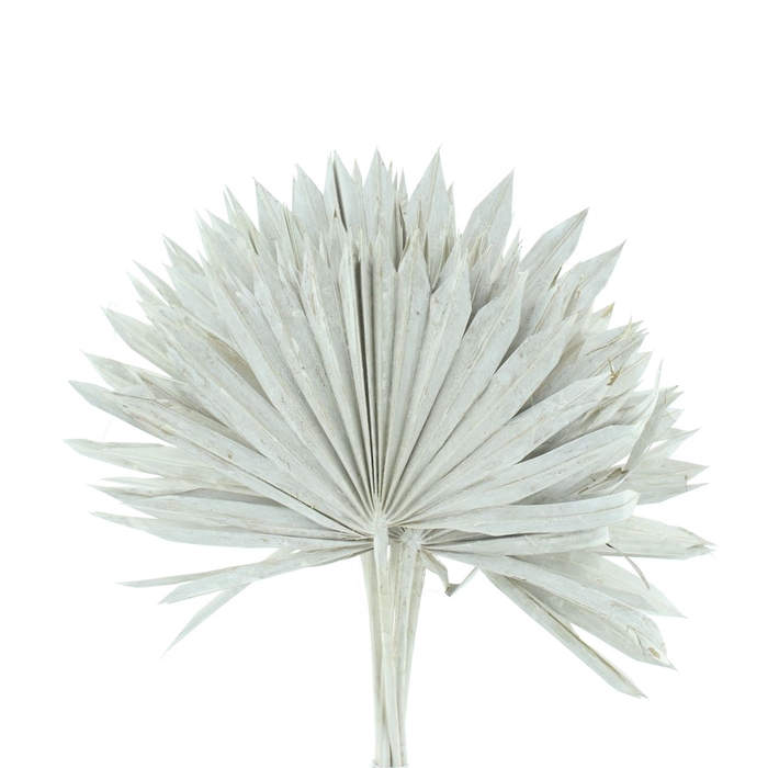 <h4>Dried Palm Sun White</h4>