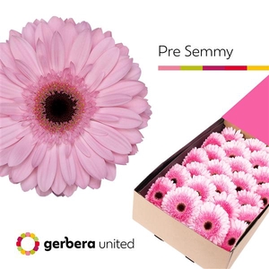 Ge Gr Pre Semmy Box United