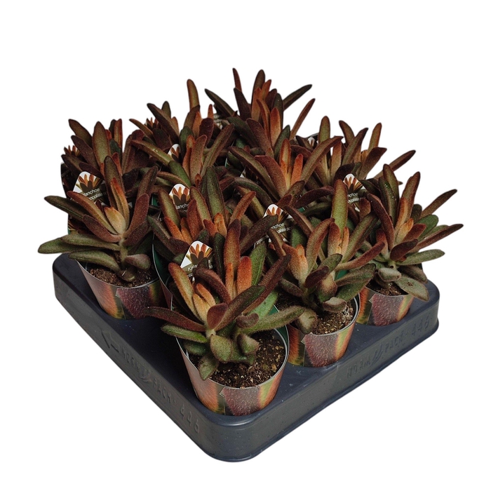 <h4>KALANCHOE TOMENTOSA</h4>