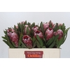 Protea Pink Ice