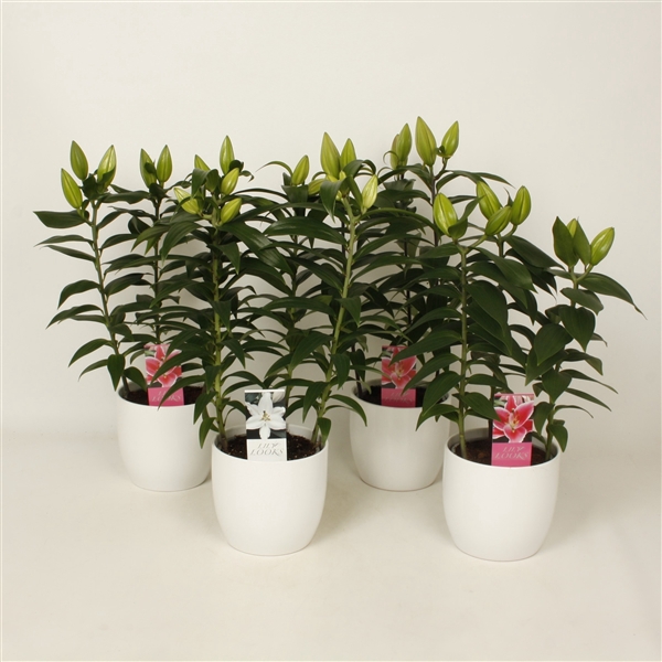 <h4>Lilium oriëntal mix 'wit keramiek' (or. lelie)</h4>