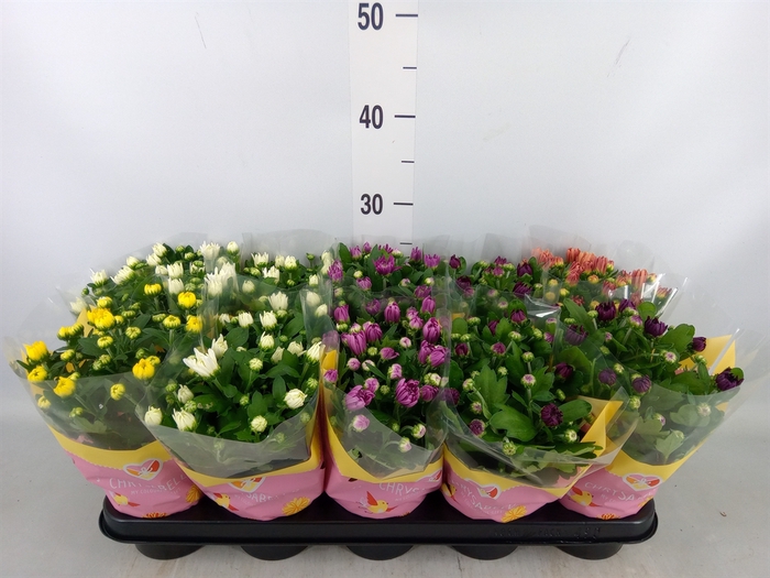 <h4>Chrysanthemum   ..rosebud mix</h4>