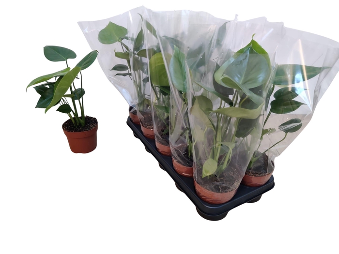 <h4>MONSTERA DELICIOSA</h4>