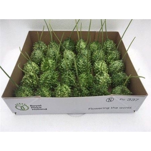Sier Cucumis Ice Tea X30 Hol