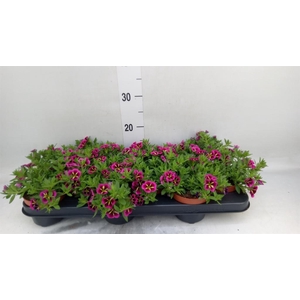 Calibrachoa  'Cabaret Good N Kiss'