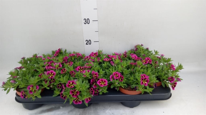 <h4>Calibrachoa 'Cabaret Good N Kiss'</h4>