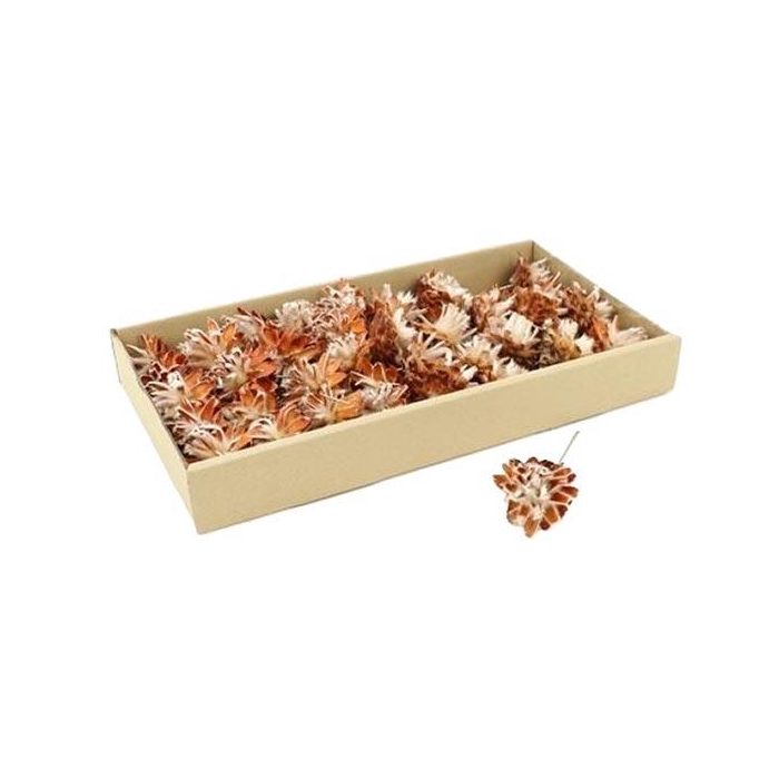 <h4>Stem Plumosum 40 Pcs</h4>