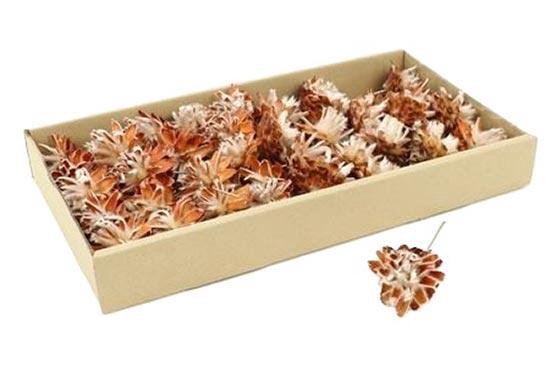Stem Plumosum 40 Pcs