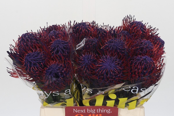 <h4>Nutans Painted Lilac</h4>