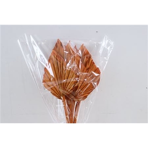 DRY PALM SPEAR MED 5PC ORANGE BUN