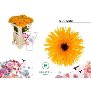 Gerbera Spider Stardust Water x40