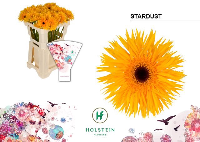 <h4>Gerbera Spider Stardust Water x40</h4>