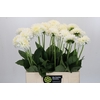 Dahlia Snow Cap