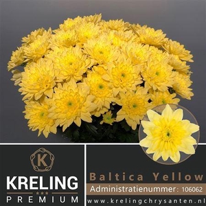CHR T BALTICA YELLOW