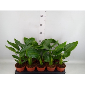 Strelitzia reg.   ...no flowers