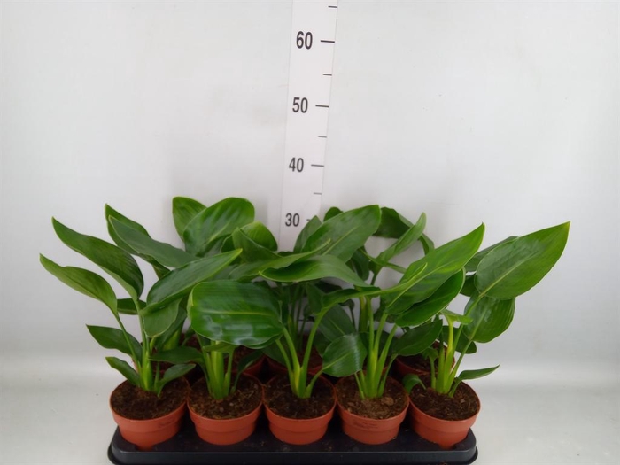 <h4>Strelitzia reg. ...no flowers</h4>