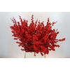 Ilex Rood