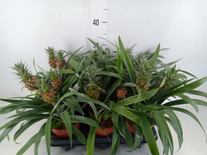 <h4>Ananas   ...</h4>