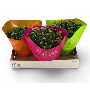 CHRYS GEM IN POT
