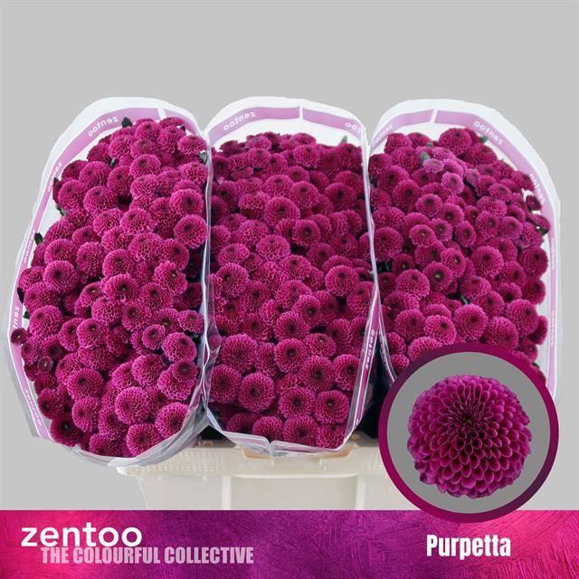 <h4>Chr S Aaa Purpetta</h4>