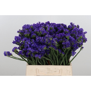 Statice Crystal Dark Blue