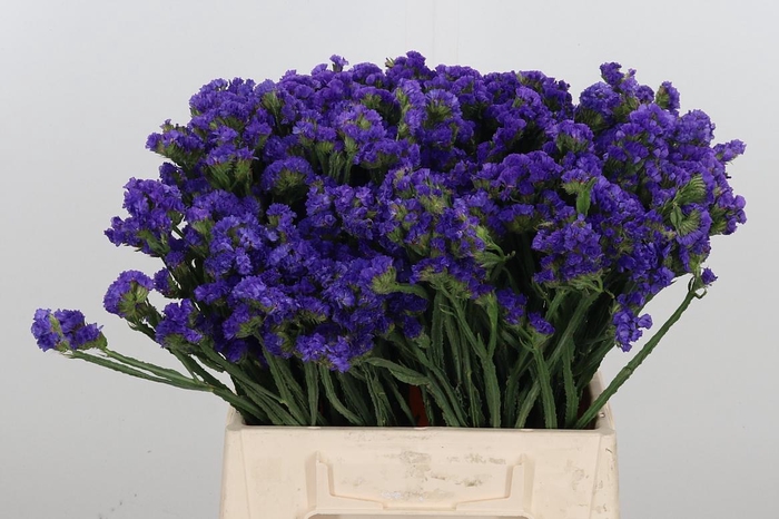 <h4>Statice Crystal Dark Blue</h4>